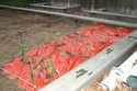 Tomatoes (click for larger image)